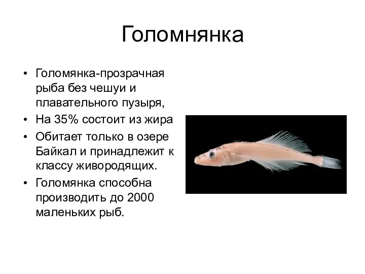 Голомнянка Голомянка-прозрачная рыба без чешуи и плавательного пузыря, На 35%
