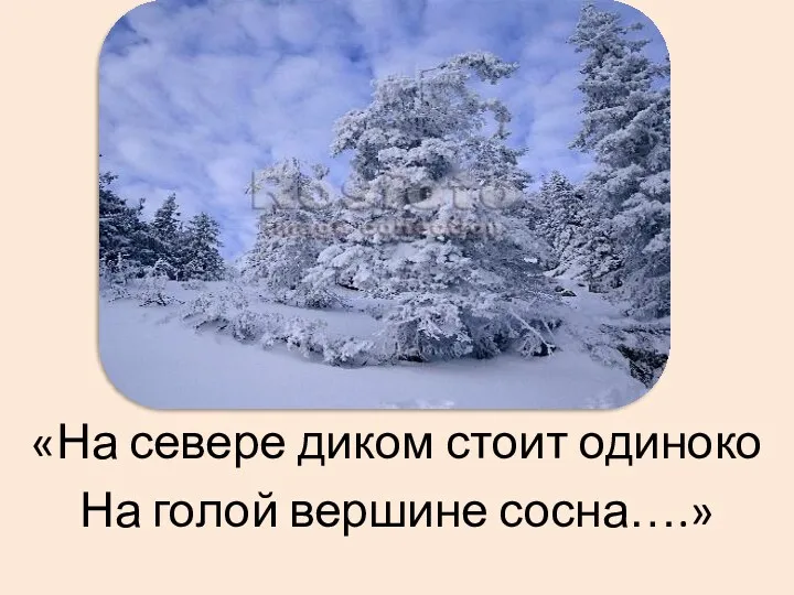 «На севере диком стоит одиноко На голой вершине сосна….»