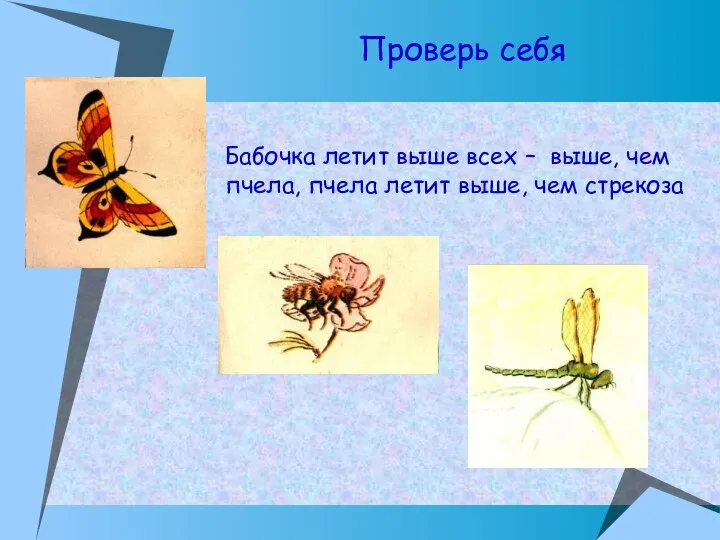 Бабочка летит выше всех – выше, чем пчела, пчела летит выше, чем стрекоза Проверь себя
