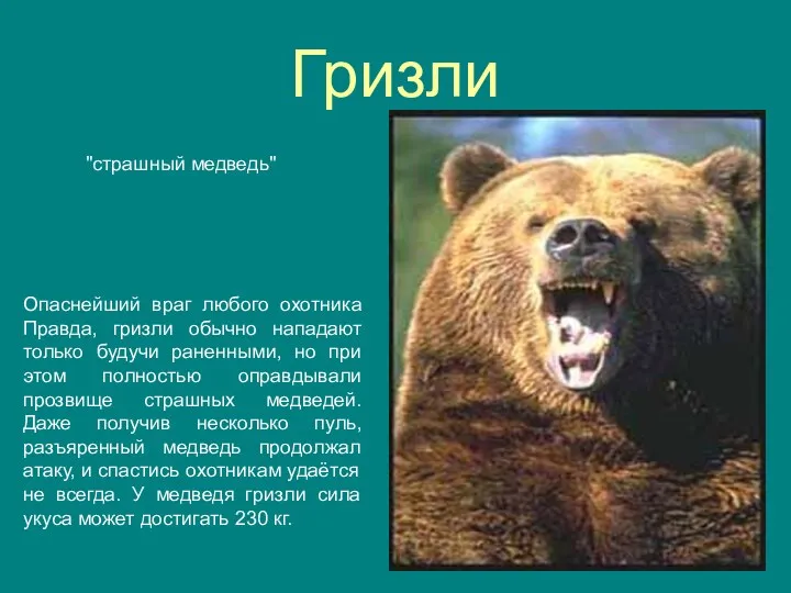 Гризли "страшный медведь" Опаснейший враг любого охотника Правда, гризли обычно