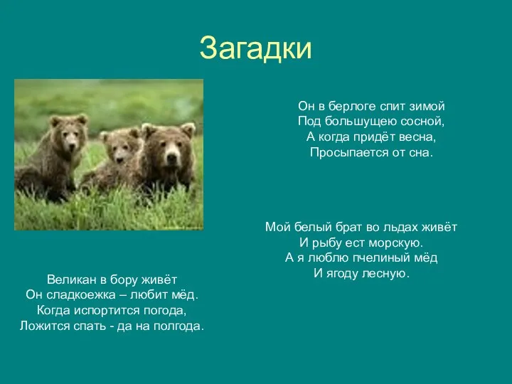 Загадки Великан в бору живёт Он сладкоежка – любит мёд.