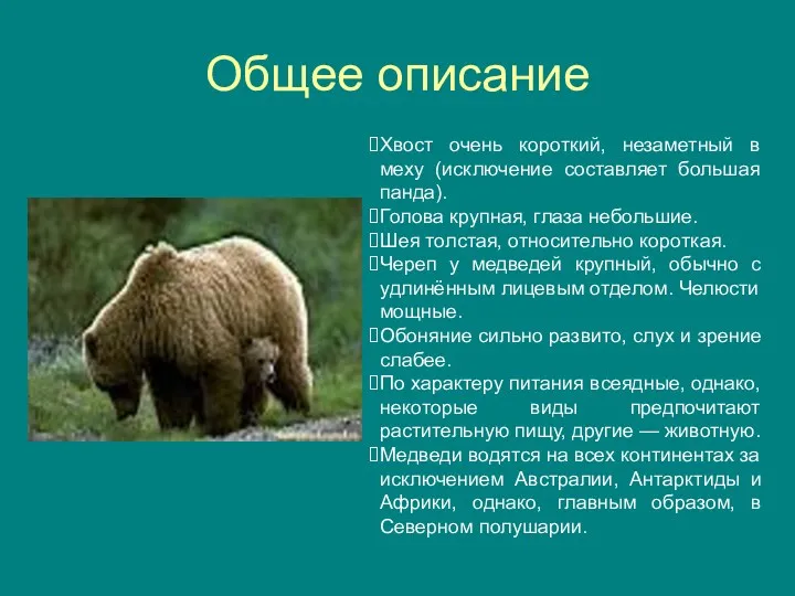 Общее описание Хвост очень короткий, незаметный в меху (исключение составляет