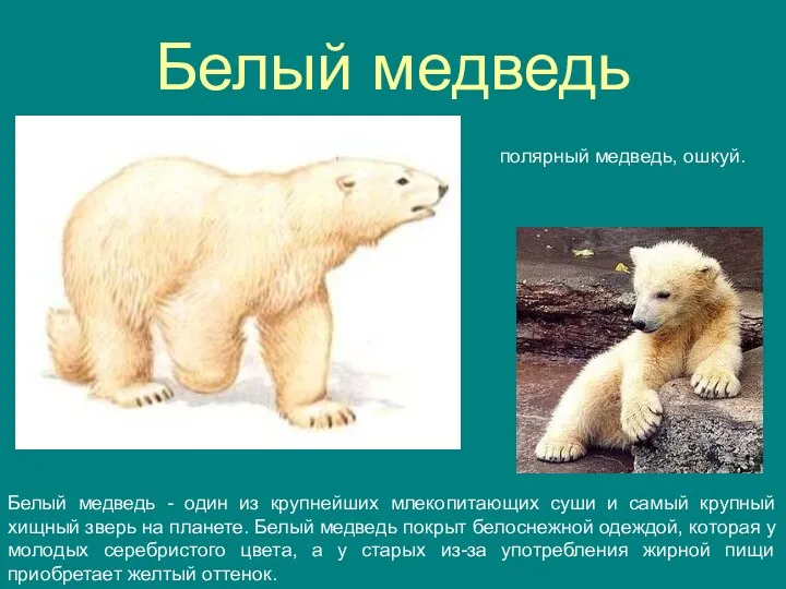 Белый медведь полярный медведь, ошкуй. Белый медведь - один из