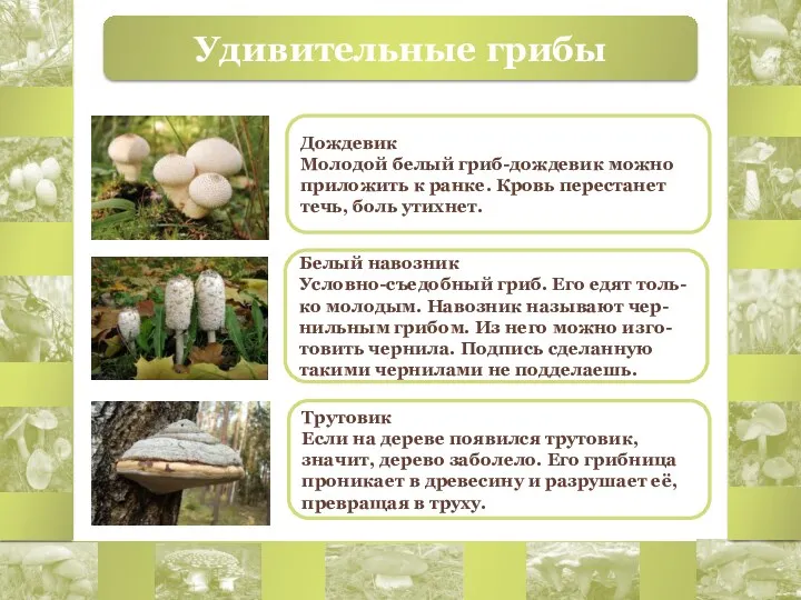 Удивительные грибы Дождевик Молодой белый гриб-дождевик можно приложить к ранке.