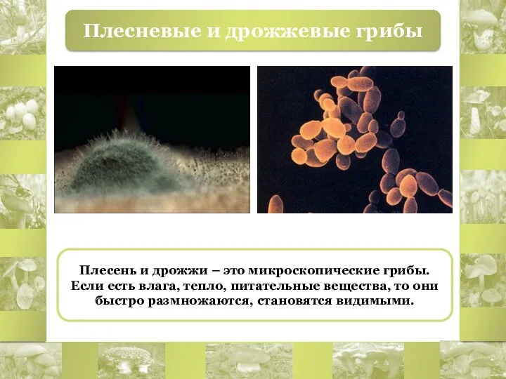 Плесневые и дрожжевые грибы Плесень и дрожжи – это микроскопические