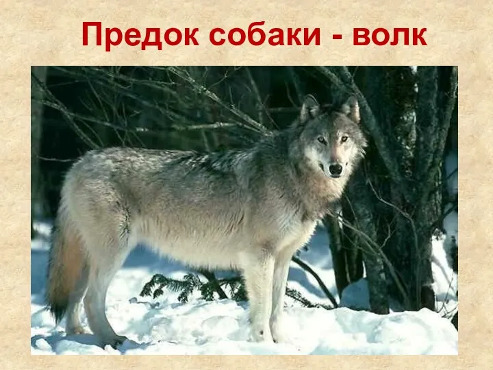 Предок собаки - волк