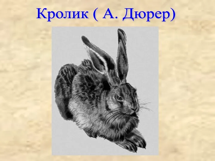 Кролик ( А. Дюрер)