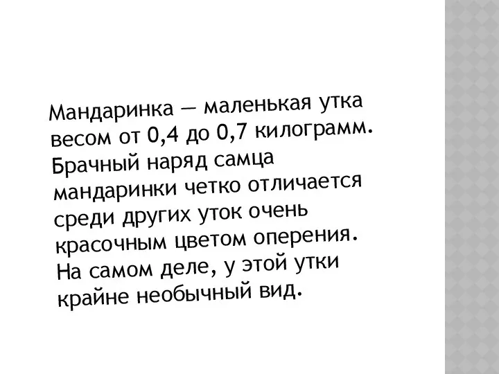 Мандаринка — маленькая утка весом от 0,4 до 0,7 килограмм.