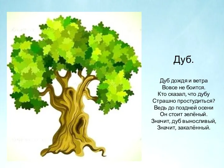 Дуб. Дуб дождя и ветра Вовсе не боится. Кто сказал,