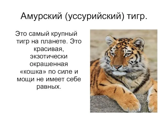 Амурский (уссурийский) тигр. Это самый крупный тигр на планете. Это красивая, экзотически окрашенная