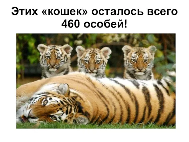 Этих «кошек» осталось всего 460 особей!