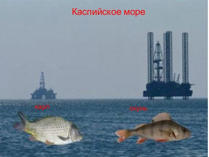 окунь карп Каспийское море