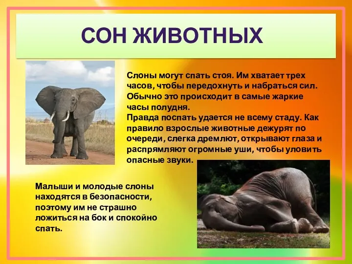 сон животных Слоны могут спать стоя. Им хватает трех часов,