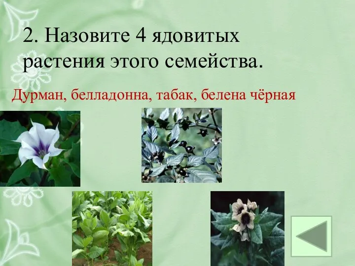2. Назовите 4 ядовитых растения этого семейства. Дурман, белладонна, табак, белена чёрная