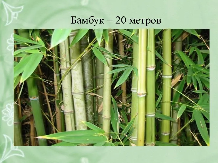 Бамбук – 20 метров