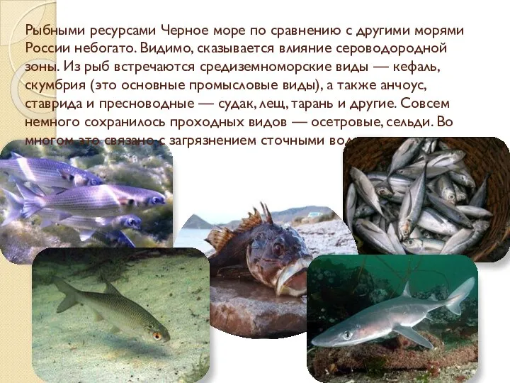 Рыбными ресурсами Черное море по сравнению с другими морями России небогато. Видимо, сказывается