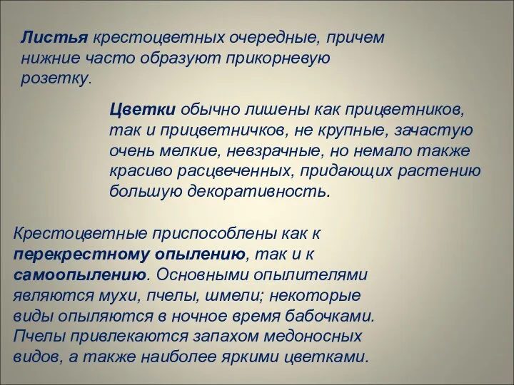 Листья крестоцветных очередные, причем нижние часто образуют прикорневую розетку. Цветки