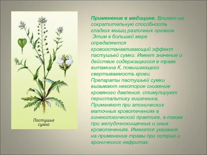 Применение в медицине. Влияет на сократительную способность гладких мышц различных