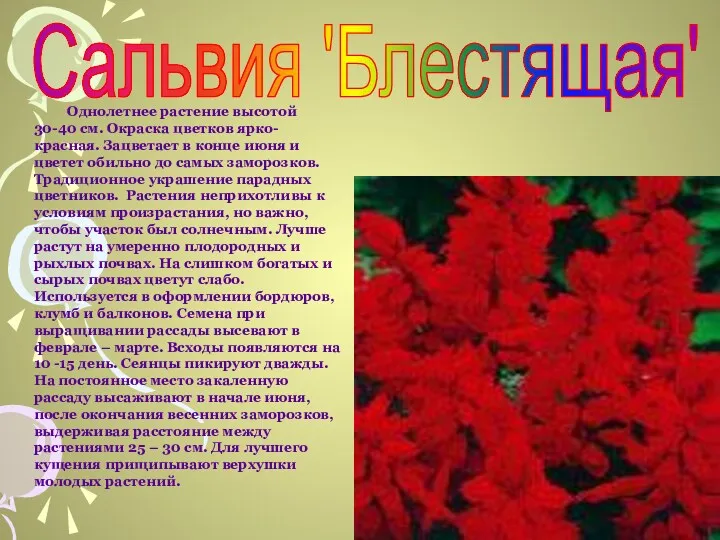 Однолетнее растение высотой 30-40 см. Окраска цветков ярко-красная. Зацветает в конце июня и