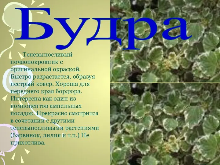 Теневыносливый почвопокровник с оригинальной окраской. Быстро разрастается, образуя пестрый ковер. Хороша для переднего