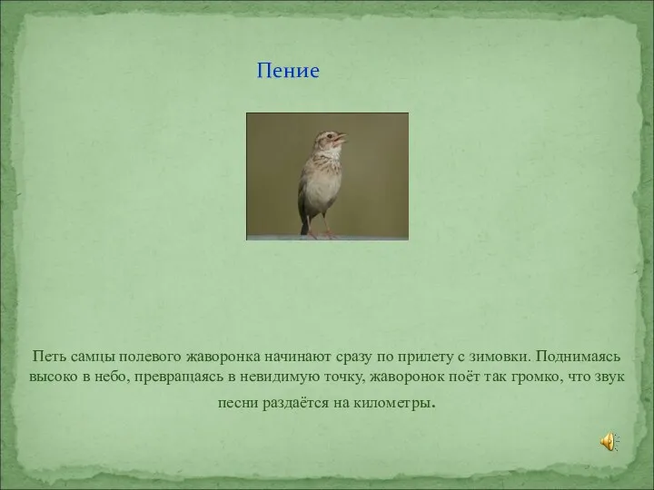 Пение Петь самцы полевого жаворонка начинают сразу по прилету с