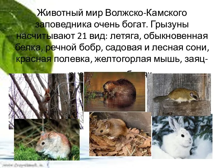 Животный мир Волжско-Камского заповедника очень богат. Грызуны насчитывают 21 вид: