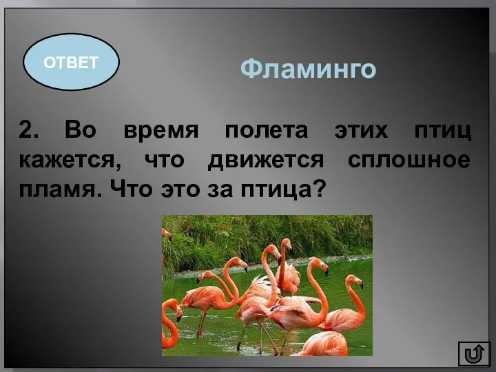 2. Во время полета этих птиц кажется, что движется сплошное пламя. Что это