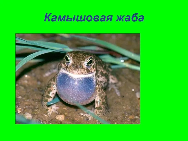 Камышовая жаба