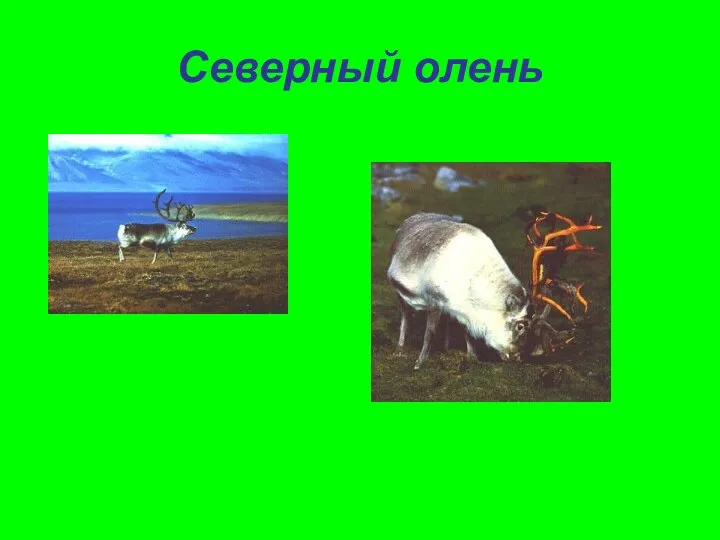 Северный олень