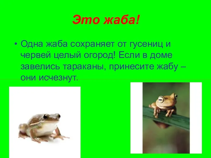 Это жаба! Одна жаба сохраняет от гусениц и червей целый