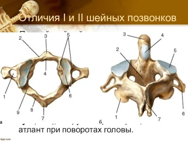 Отличия I и II шейных позвонков Первый шейный позвонок -