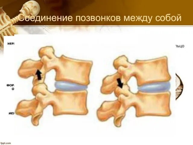 Соединение позвонков между собой Между позвонками три вида соединений: 1.