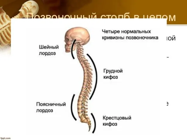 Позвоночный столб в целом у человека имеет имеет изгибы в