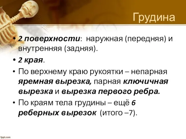 Грудина 2 поверхности: наружная (передняя) и внутренняя (задняя). 2 края.