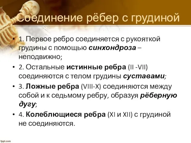 Соединение рёбер с грудиной 1. Первое ребро соединяется с рукояткой