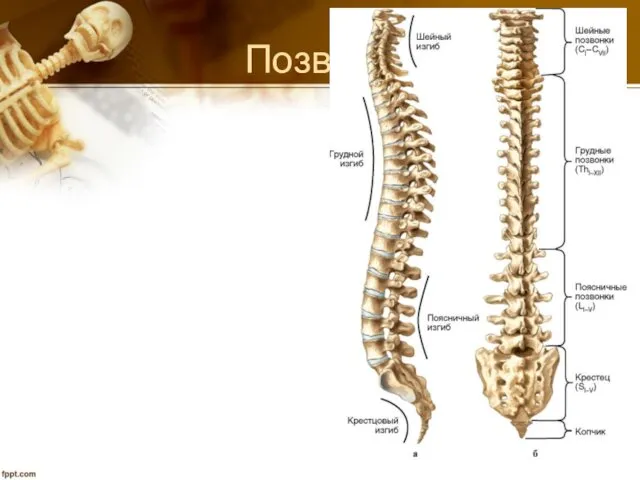 Позвоночный столб