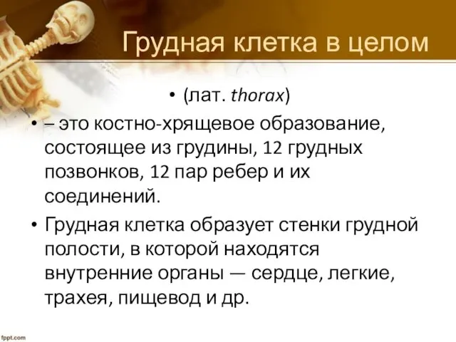 Грудная клетка в целом (лат. thorax) – это костно-хрящевое образование,