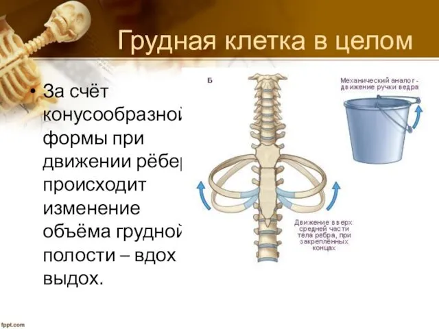 Грудная клетка в целом За счёт конусообразной формы при движении