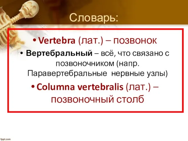 Vertebra (лат.) – позвонок Вертебральный – всё, что связано с