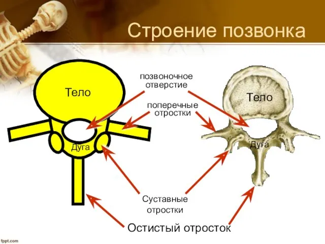 Строение позвонка Остистый отросток Тело Тело Суставные отростки позвоночное отверстие поперечные отростки Дуга Дуга