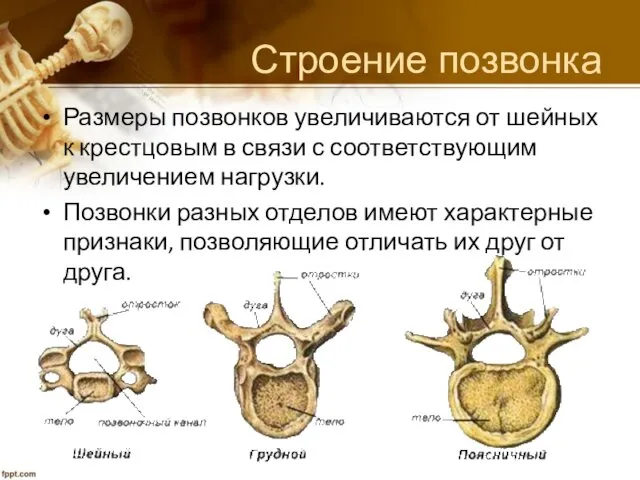 Строение позвонка Размеры позвонков увеличиваются от шейных к крестцовым в