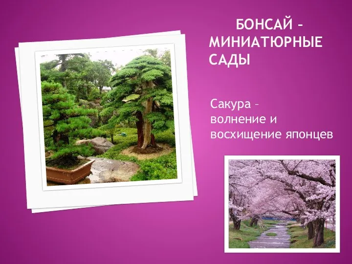 Бонсай – миниатюрные сады Сакура – волнение и восхищение японцев