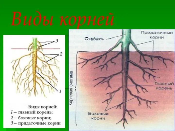 Виды корней