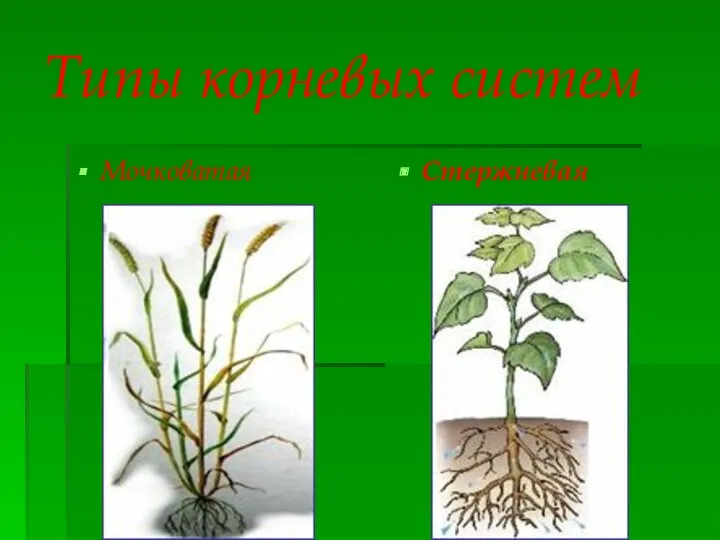 Типы корневых систем Мочковатая Стержневая