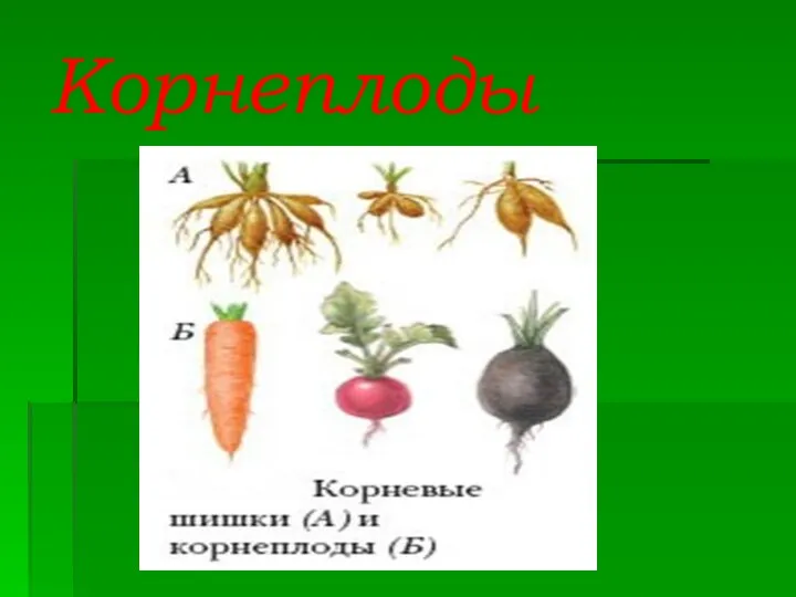 Корнеплоды