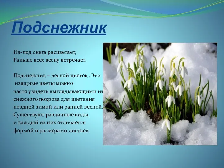 Подснежник Из-под снега расцветает, Раньше всех весну встречает. Подснежник –