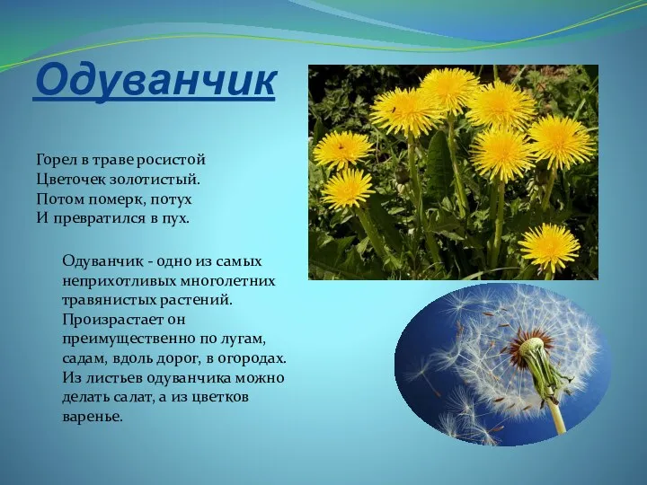 Одуванчик Горел в траве росистой Цветочек золотистый. Потом померк, потух