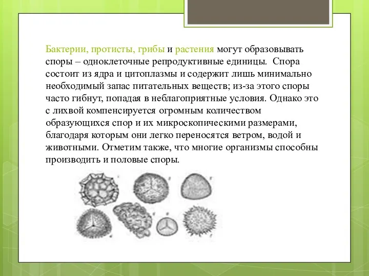 Бактерии, протисты, грибы и растения могут образовывать споры – одноклеточные