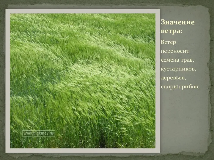 Ветер переносит семена трав, кустарников, деревьев, споры грибов. Значение ветра: