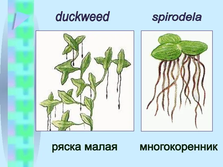 duckweed spirodela многокоренник ряска малая